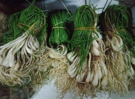 Daun binahong dipercaya dapat mengatasi berbagai masalah kesehatan. Lokio, Menambah Cita Rasa Khas pada Kuliner Khas Batak