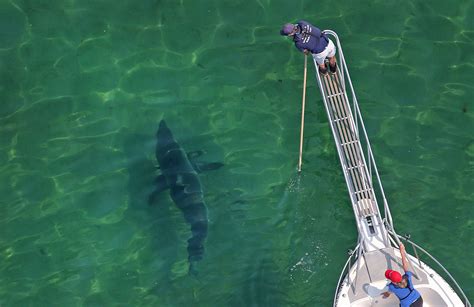 3 Takeaways From Cape Cods Shark Mitigation Study