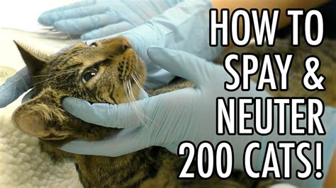 How To Spay And Neuter 200 Feral Cats Youtube
