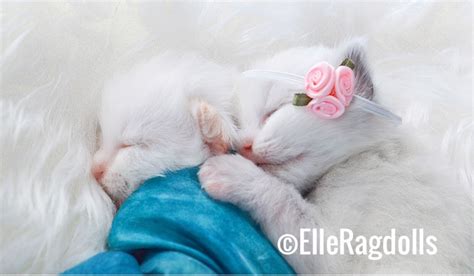 Elleragdolls South Florida Ragdoll Kitten Breeder Florida Ragdoll