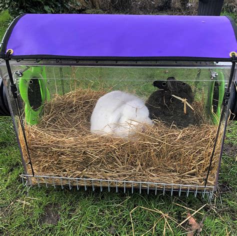 Adapting Your Rabbits Environment To Changing Seasons Rabbit