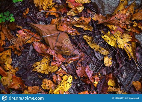 Decayed Fallen Colorful Dried Leaves On Ground In Forest Stock Photo