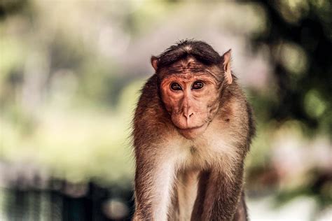 Fotos Gratis Fauna Silvestre Mamífero Primate Chimpancé