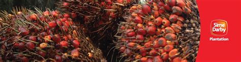Is an integrated plantation company, which engages in entire span of palm oil value chain, from upstream to downstream activities, research and development, renewables and agribusiness. Working at Sime Darby Plantation Berhad company profile ...