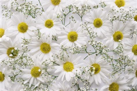 White Chrysanthemums And Babys Breath