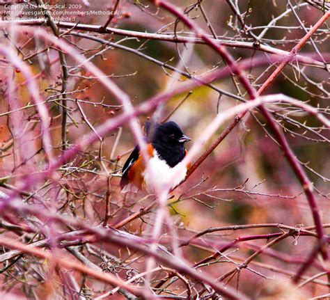 Bird Pictures Eastern Towhee Rufous Sided Towhee Pipilo