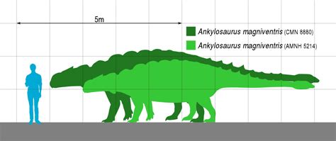 Dinosaur Size Comparison Animal Corner