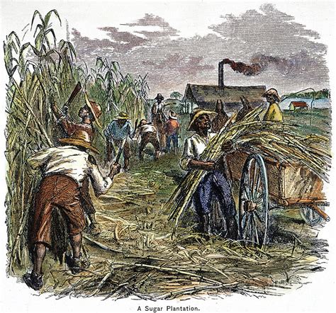 Image Gallery Sugar Plantation