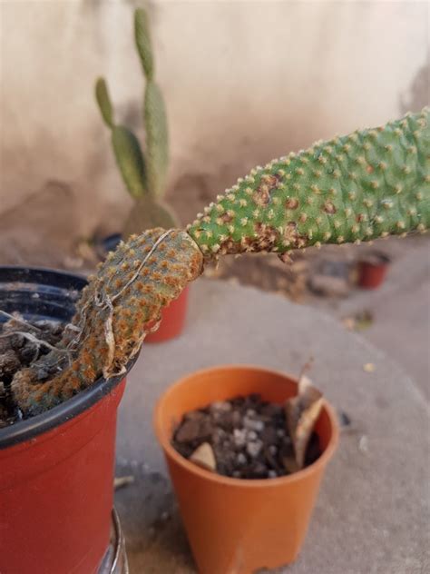 Hola bienvenidos a mi canal hoy tenemos un tip para curar nuestros cactus enfermos me regalas un like??? que puedo hacer contra los Hongos o plaga ? en cactus ...