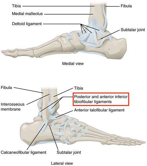 High Ankle Sprain Musculoskeletal Physiotherapy Australia