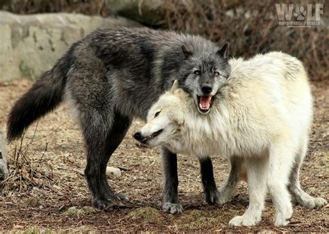 More Hugs Wolf Dog Beautiful Wolves Wolf Love