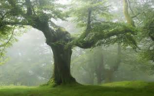 Free Download Old Tree Green Forest Forest Old Green Trees 1920x1200