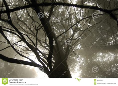 Tree In Fog Stock Photo Image Of Tree Brume Branch 46516900