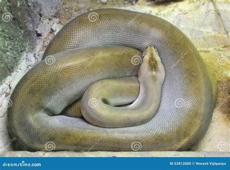 Albino Green Burmese Python