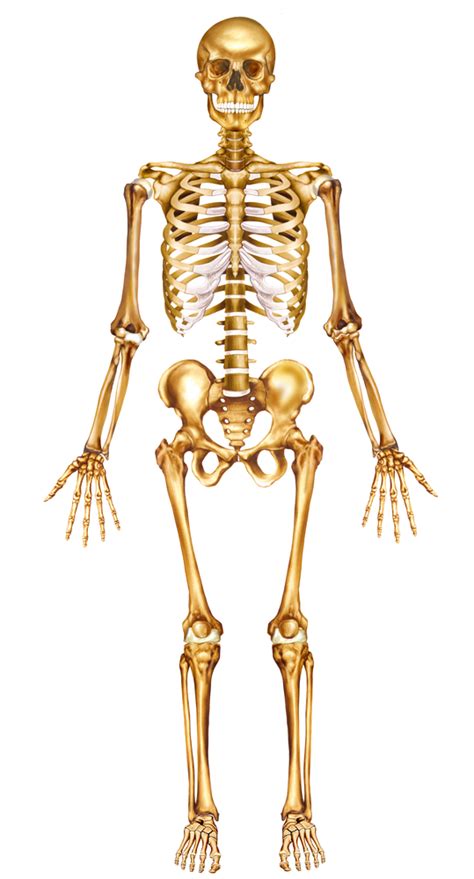 Anatomical Skeleton Diagram