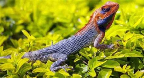 From wikipedia, the free encyclopedia. Reptiles: General Characteristics, Classification and ...