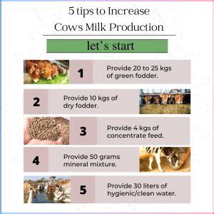How To Increase Milk Production In Cows Naturally Flinn Ithersell
