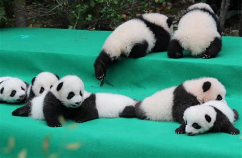11 Giant Pandas Take First Baby Steps In Public Asiaone