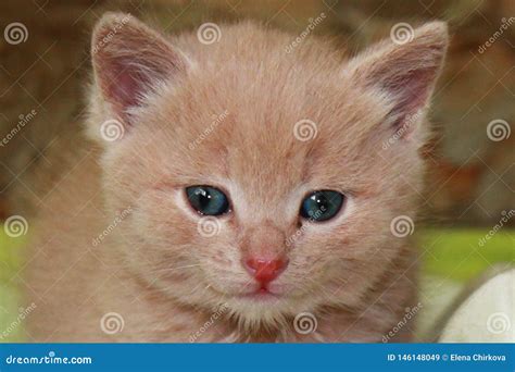 Ginger Little Kitten With Blue Eyes On A Green Background Stock Image