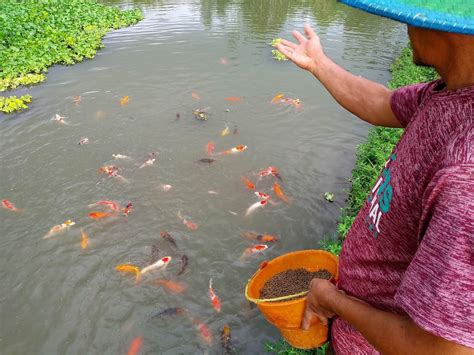 Big Fish Koi Farming Flourishes In East Javas Blitar Lifestyle