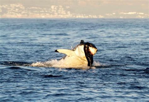 Great White Shark Devours Helpless Seal Pup In Extraordinary Hunting