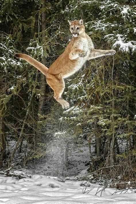 What animal has the highest jump? - Quora