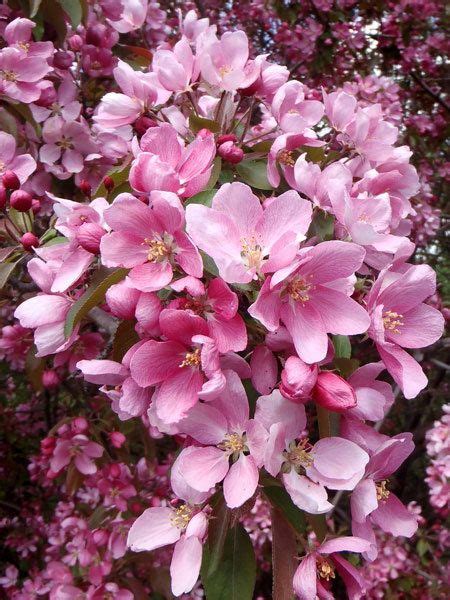 Due to the long bloom time of its flowers, its a good pollinator for many other types of crabapple and apple trees. Thunderchild Flowering Crab for sale | Crabapple tree ...
