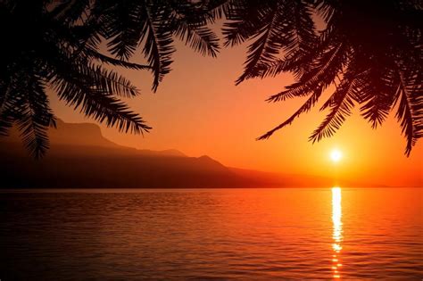 Free Stock Photo Of Summer Sunset With Palm Trees Download Free