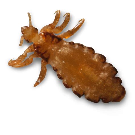 Head Lice Facts Types Of Human Lice Dk Find Out