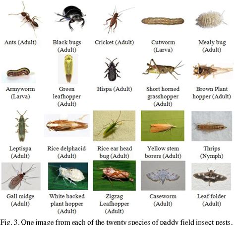 Ornamentals 0 snow mold on lawns. PDF Image Classification of Paddy Field Insect Pests ...