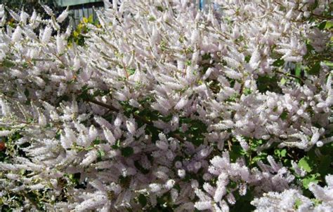 Fragrant Winter Flowering Shrub For Beginners Iboza Riperia