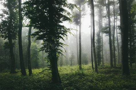 Enchanted Misty Forest With Magical Light Stock Image Image Of Eerie