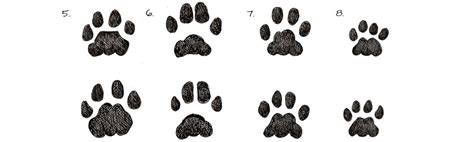36 Most Common Animal Tracks Identification Guide For Usa