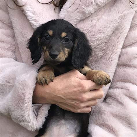 The dachshund, or wiener dog, is a lively, clever, & courageous dog that is generally good with children. Dachshund Puppies For Sale | Crystal, MI #313882 | Petzlover
