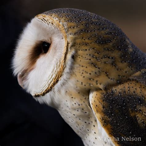 Barn Owl Martha Nelson Flickr