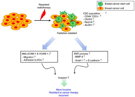 Schematic Representation Of The Proposed Role Cancer Stem Cells On