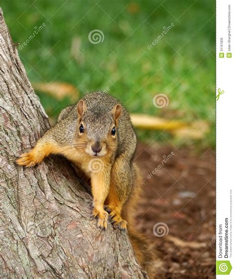 Eastern Fox Squirrel Royalty Free Stock Photo Image