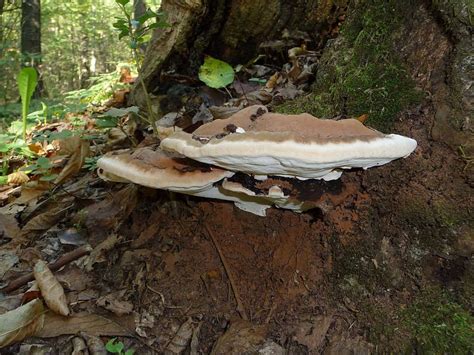 Mushroom Growth On Trees And What It Means Rtec Treecare