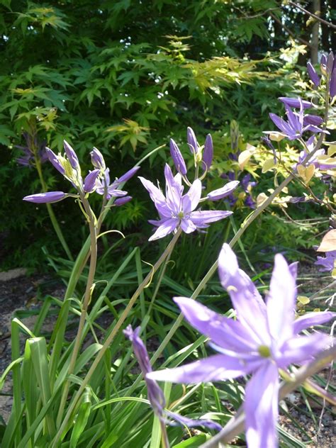 Camassia Quamash Blue Melody Camassia Garden Center Marketing