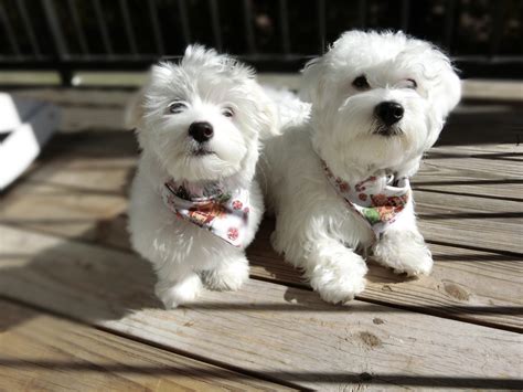 Coton De Tulear Puppies For Sale Hampton Ga 332564