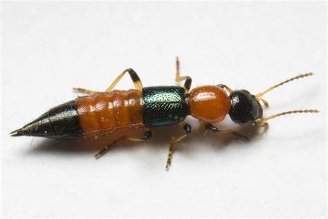 Untuk melakukan penyemprotan insektisida cukup sulit karena pohonnya cukup tinggi. bacilunyil: Penawar Racun Tomcat, Minyak Goreng Campur garam