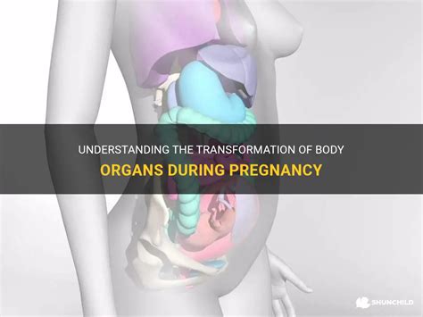 Understanding The Transformation Of Body Organs During Pregnancy