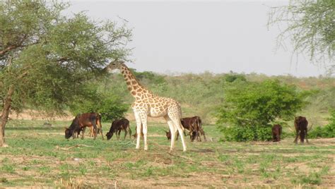 Bangr Weogo An Amazing Park In Burkina Faso Tourworldcorner