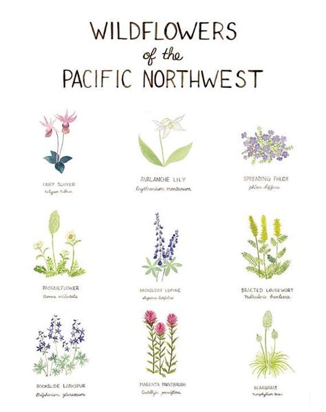 The Wildflowers Of The Pacific Northwest Are Depicted In This Poster
