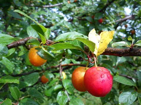 From seed, transplanting suckers, and by. European Plum Propagation | Christina's Plant Propagation Page