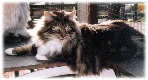 Extraloudpurrs Tabby Patterns In Norwegian Forest Cats