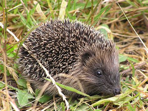 File:Young hedgehog.jpg - Wikimedia Commons