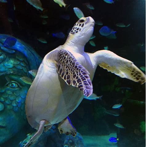 Visit SEA LIFE Michigan Aquarium at Great Lakes Crossing - Fun In The D