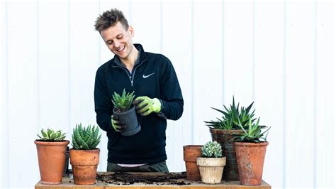 How To Split And Maintain Potted Plants Youtube