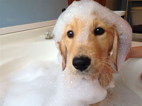 Bath Time Golden Retriever Puppy Bubbles Briar Rose Golden Retriever